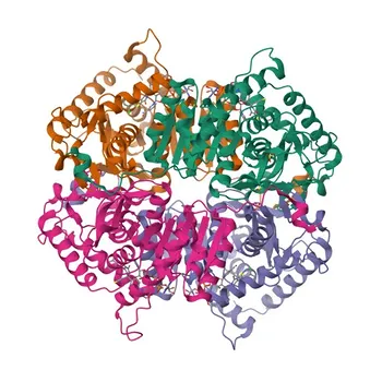 [KO Validated] Anti-LDHA Rabbit Monoclonal Antibody for WB, IF/ICC, ELISA - P00338