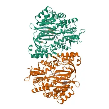 Anti-Glutathione Synthetase (GSS) Rabbit Monoclonal Antibody for WB, IF/ICC, ELISA - P48637