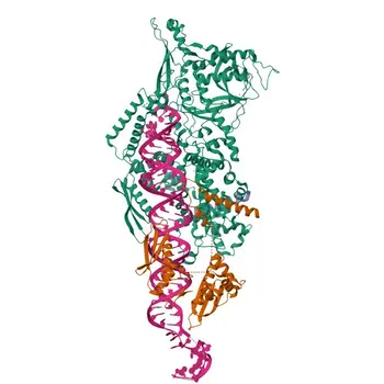 Anti-DROSHA Rabbit Monoclonal Antibody for WB, IF/ICC, ELISA - Q9NRR4
