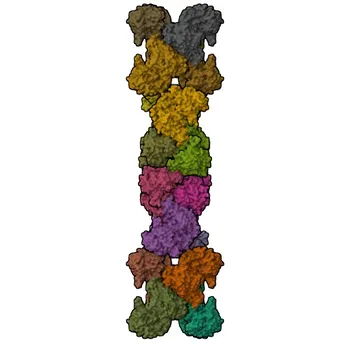 Anti-CTP synthase / CTPS Monoclonal Antibody for WB, IP, ELISA - P17812