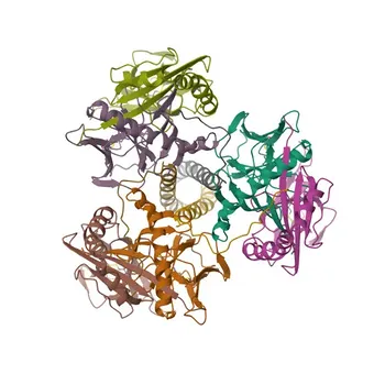 Anticorps monoclonal de lapin anti-HLA-DRB1 pour WB, IHC-P, ELISA - P01911