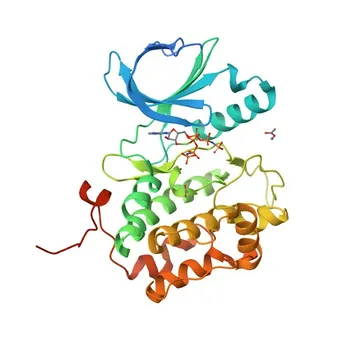 Anticorpo Monoclonal de Coelho Anti-PLK1 (PLK1/STPK13) para WB, ELISA - P53350