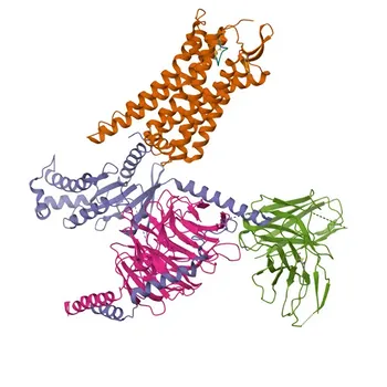 Anticorpo Monoclonal Anti-Receptor de Ocitocina para WB, ELISA - P30559
