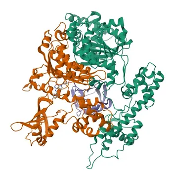 Anti-UBA3 Rabbit Monoclonal Antibody for WB, ELISA - Q8TBC4