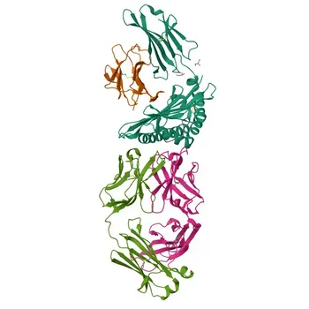 Anti-MAGE-1/MAGE1A Monoclonal Antibody for WB and ELISA - P43355
