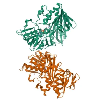 Anti-AIF Rabbit Monoclonal Antibody for WB, IHC-P, ELISA - O95831