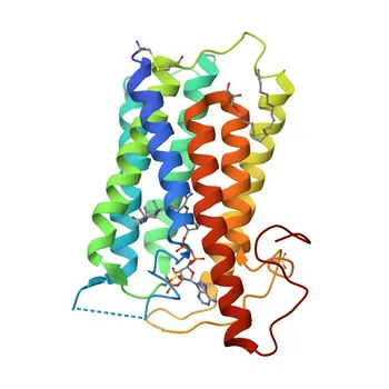 Anti-SRD5A2 Monoclonal Antibody for WB, ELISA - P31213