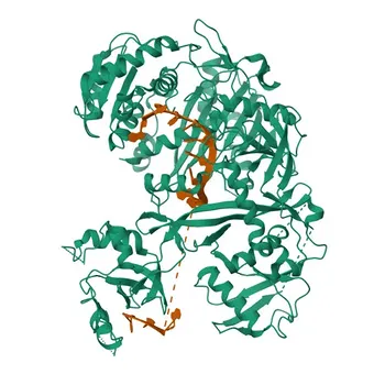 Anticuerpo Monoclonal Anti-eIF2C3 para WB, IHC-P, ELISA - Q9H9G7