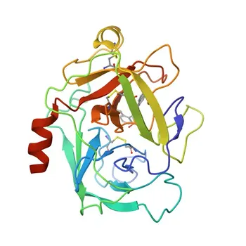 Anti-Cathepsin G Rabbit Monoclonal Antibody for WB, ELISA - P08311