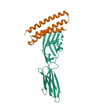 Anticorpo Monoclonal de Coelho para PD-L1/CD274 para FC, ELISA, Inibição - Q9NZQ7