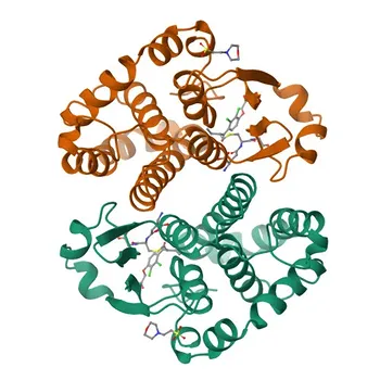 Anticorpo monoclonal de coelho Anti-GST3/GSTP1 para WB, IHC-P, ELISA - P09211