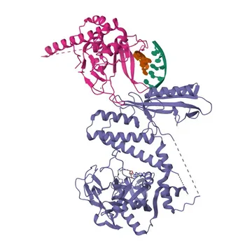 Anticorpo Monoclonal de Coelho Anti-PARP1 para IF/ICC, IF-P, IHC-P, ELISA - P09874
