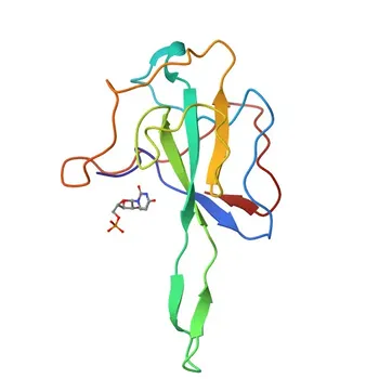 Anti-SARS-CoV-2 Nucleoprotein Rabbit Monoclonal Antibody for WB, IF/ICC, ELISA - P0DTC9