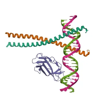 Anticorpo Monoclonale Anti-C/EBPB per WB - P17676