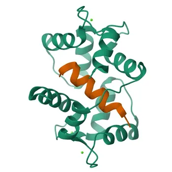 Anticorpo Monoclonal de Coelho Anti-p75NTR/NGFR (CD271) para WB, IHC-P, ELISA - P08138