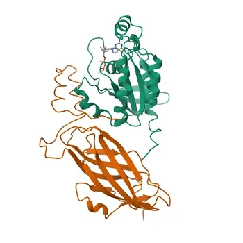 [Validado por KO] Anticorpo monoclonal de coelho anti-RhoGDI para WB e ELISA - P52565