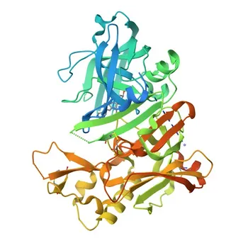 Anti-BACE1 Rabbit Monoclonal Antibody for WB and ELISA - P56817
