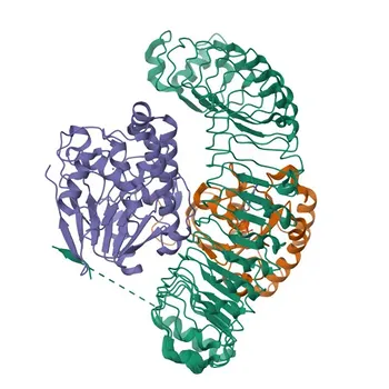 Anticorpo Monoclonal Coelho Anti-Mras para WB, ELISA - O14807