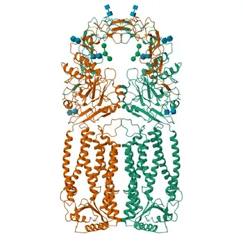 Anticorpo Monoclonal Anti-Meckelin para WB, IHC-P, ELISA - Q5HYA8