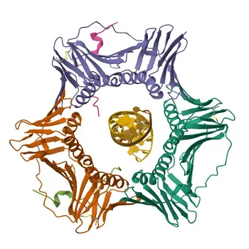 Anti-PCNA Anticorpo Monoclonal de Coelho para WB, IHC-P, ELISA - P12004