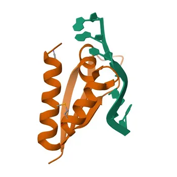 Anticorpo Monoclonal de Coelho Anti-hnRNP E2/PCBP2 para WB, IP, ELISA - Q15366