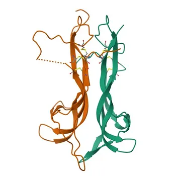 Anticorpo Monoclonal Anti-BDNF (Camundongo) para WB, ELISA - P23560
