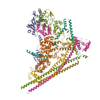 Anti-BRG1/SMARCA4 Monoclonal Antibody for WB, IF/ICC, IHC-P, ELISA - P51532