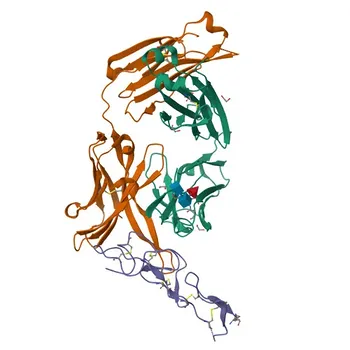 Anti-Fas Monoclonal Antibody for WB, IHC-P, ELISA - P25445