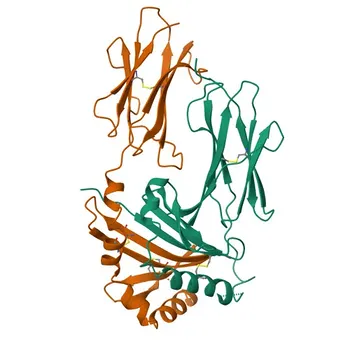 Anti-HLA-DMB Rabbit Monoclonal Antibody for WB, ELISA - P28068