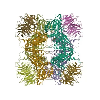 Anti-PRMT5 Monoclonal Antibody for WB, IHC-P, ELISA - O14744