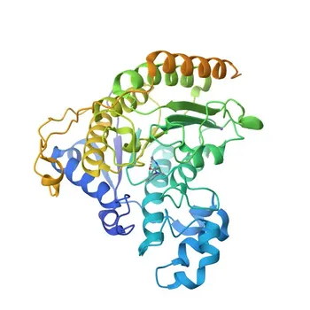 Anti-HDAC2 Rabbit Monoclonal Antibody for WB, ELISA - Q92769