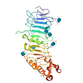 5T4 Rabbit Monoclonal Antibody for WB and ELISA - Q13641