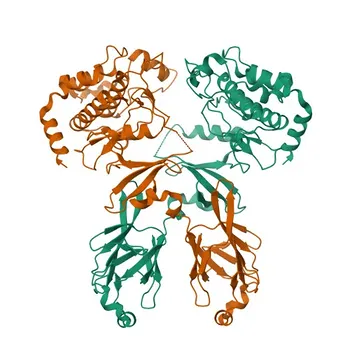 Anti-Chk2 (CHEK2) Anticorpo Monoclonal de Coelho para WB, IF/ICC, IHC-P, ELISA - O96017