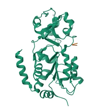 Anticorpo Monoclonal de Coelho Anti-SIRT3 (Validado por KO) para WB, IHC-P, IP, ELISA - Q9NTG7