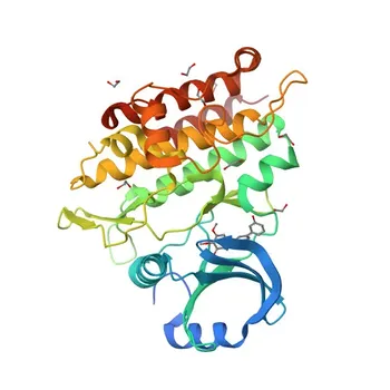 Anticorpo Monoclonal de Coelho para ACVR1 para WB e ELISA - Q04771