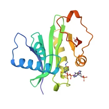 Anti-KAT2B/PCAF Rabbit Monoclonal Antibody for WB, IP, IHC-P, ELISA - Q92831