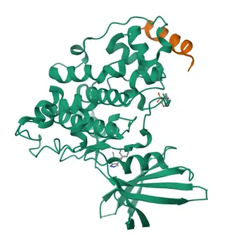 Anticuerpo Monoclonal Anti-GSK-3α/β para WB, IP, ELISA - P49840 / P49841