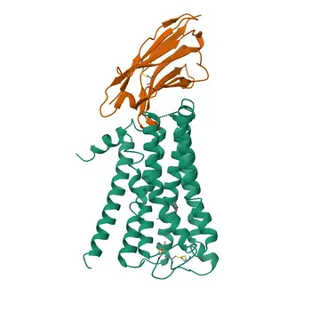 Anticorps monoclonal anti-récepteur muscarinique de l'acétylcholine M2 (ACM2) pour WB, IHC-P, ELISA - P08172