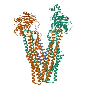 Anti-TAP1 Monoclonal Antibody for WB, ELISA - Q03518