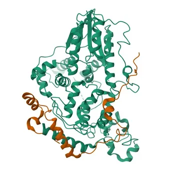 Anticorpo Monoclonal de Coelho PER2 (Humano) para WB, ELISA, ChIP - O15055