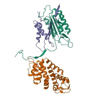 Anti-GSDMD (Full Length+C terminal) Rabbit Monoclonal Antibody for WB, IF/ICC, IHC-P, ELISA - Q9D8T2
