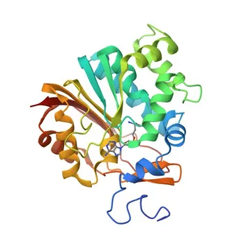 Anti-NNMT Anticorpo Monoclonal de Coelho para WB, IF/ICC, IP, ELISA - P40261