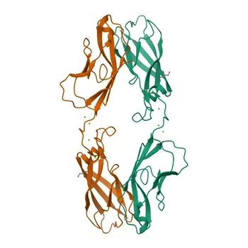 Anticorpo Monoclonal de Coelho Anti-P-caderina para WB, IF, FC e ELISA - P22223