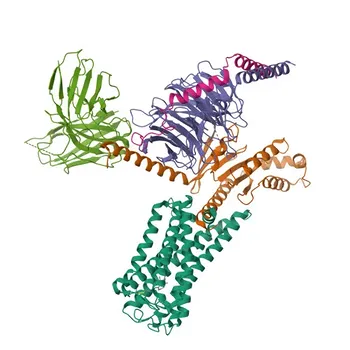 Anticorpo Monoclonal Coelho anti-Humano OPN1LW/OPN1MW para Citometria de Fluxo - P04000 / P04001