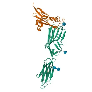 Anticorpo Monoclonal Coelho Anti-Humano CD337/NKp30 para Citometria de Fluxo - O14931