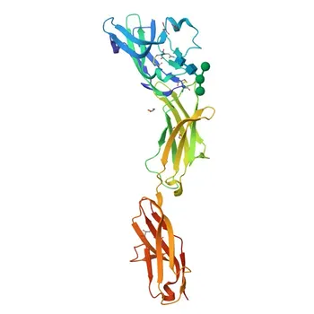 Anticorpo Monoclonal PE Anti-Humano CD22 para Citometria de Fluxo - P20273