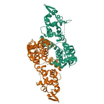 Anti-SLC25A13/Citrin Anticorpo Monoclonal de Coelho para WB, IHC-P, ELISA - Q9UJS0