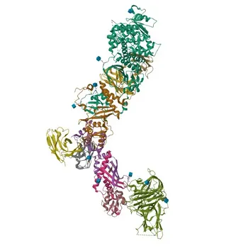 APC Rabbit anti-Human Neuropilin-2/NRP2 Monoclonal Antibody for FC - O60462