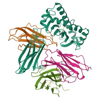 PE Rabbit anti-Human/Monkey CD8a Monoclonal Antibody for Flow Cytometry - P01732