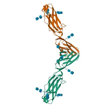 Rabbit anti-Human ICAM2/CD102 Monoclonal Antibody for Flow Cytometry - P13598